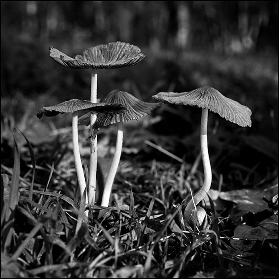 coprinus xanthotrix